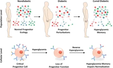 Diabetes and Progenitor Cell Illustration