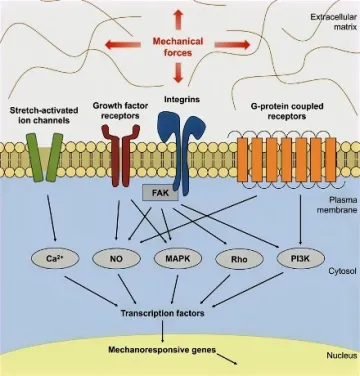 FAK-mediated mechanotransduction