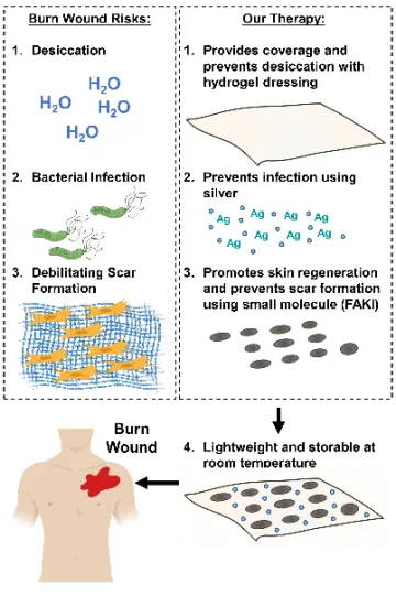 Wound healing diagram